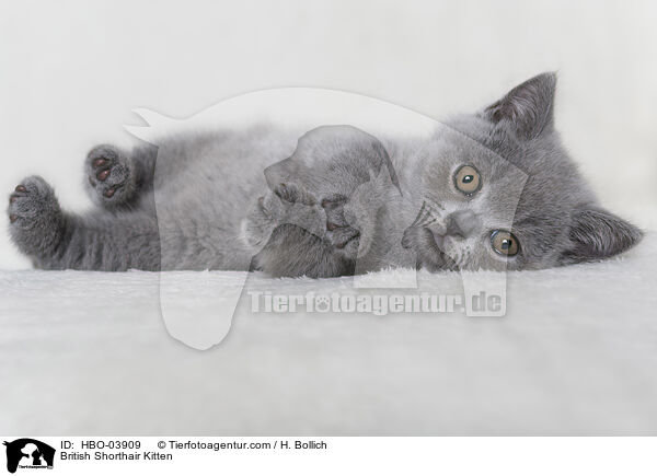 British Shorthair Kitten / HBO-03909