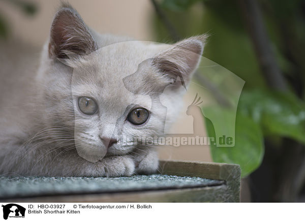 Britisch Kurzhaar Ktzchen / British Shorthair Kitten / HBO-03927