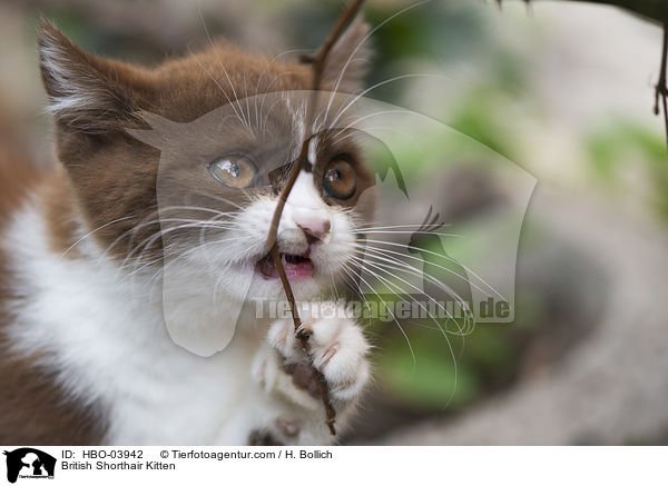 Britisch Kurzhaar Ktzchen / British Shorthair Kitten / HBO-03942
