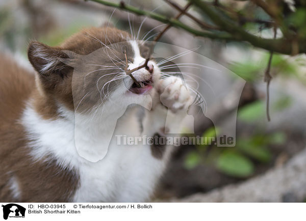 Britisch Kurzhaar Ktzchen / British Shorthair Kitten / HBO-03945