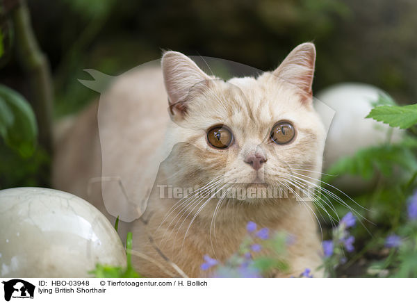 liegende Britisch Kurzhaar / lying British Shorthair / HBO-03948