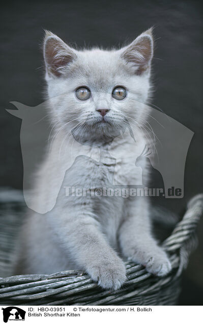 Britisch Kurzhaar Ktzchen / British Shorthair Kitten / HBO-03951