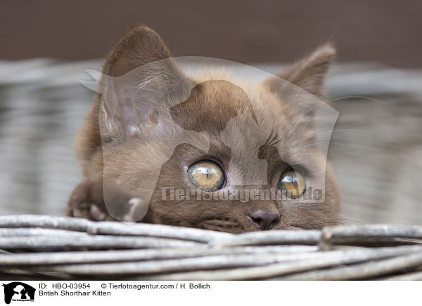 Britisch Kurzhaar Ktzchen / British Shorthair Kitten / HBO-03954