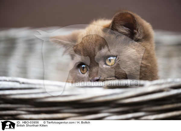 Britisch Kurzhaar Ktzchen / British Shorthair Kitten / HBO-03956