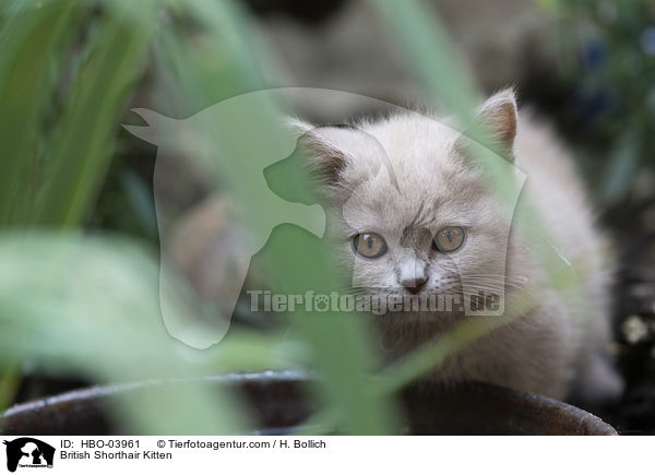 Britisch Kurzhaar Ktzchen / British Shorthair Kitten / HBO-03961
