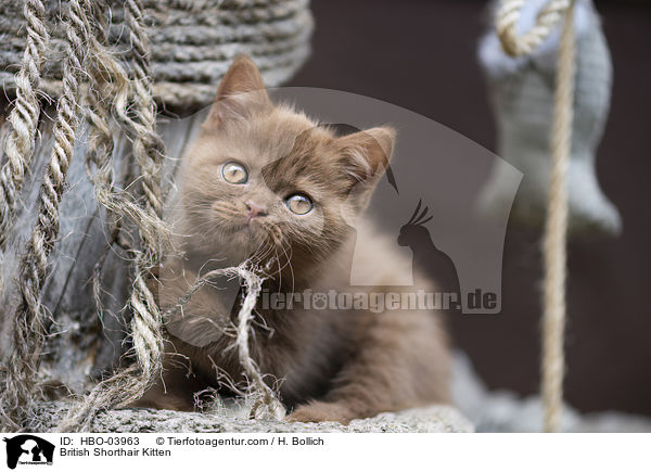 Britisch Kurzhaar Ktzchen / British Shorthair Kitten / HBO-03963