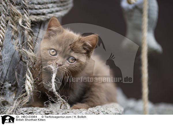 Britisch Kurzhaar Ktzchen / British Shorthair Kitten / HBO-03964
