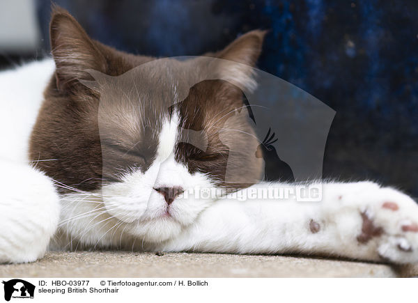 schlafende Britisch Kurzhaar / sleeping British Shorthair / HBO-03977