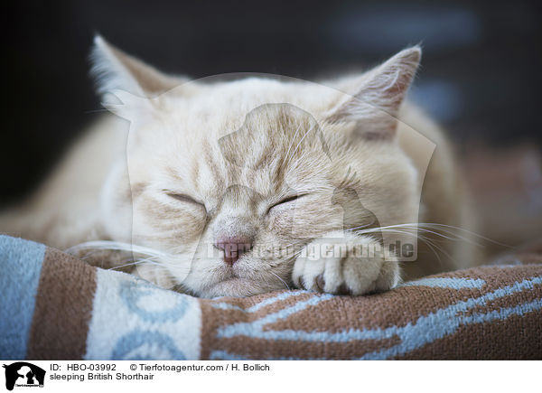 schlafende Britisch Kurzhaar / sleeping British Shorthair / HBO-03992
