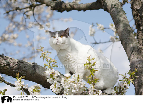 Britisch Kurzhaar auf dem Baum / British Shorthair on tree / KJ-03178