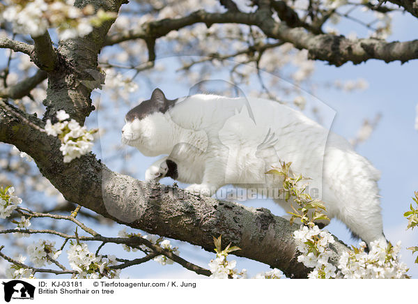 Britisch Kurzhaar auf dem Baum / British Shorthair on tree / KJ-03181