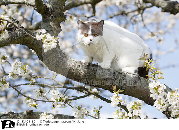 Britisch Kurzhaar auf dem Baum / British Shorthair on tree / KJ-03189