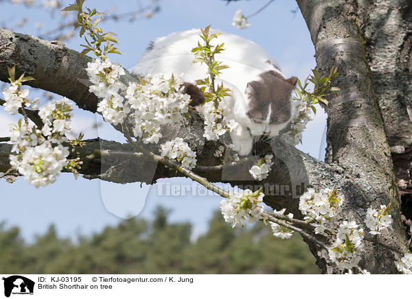 Britisch Kurzhaar auf dem Baum / British Shorthair on tree / KJ-03195