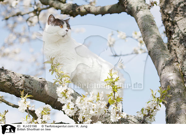 Britisch Kurzhaar auf dem Baum / British Shorthair on tree / KJ-03198