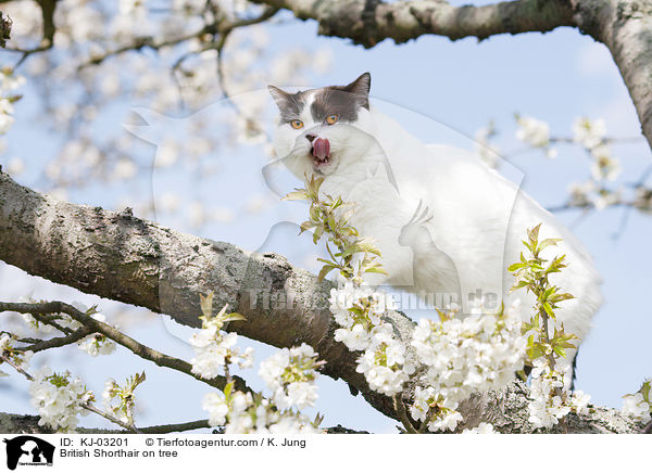 Britisch Kurzhaar auf dem Baum / British Shorthair on tree / KJ-03201