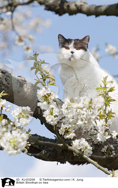 Britisch Kurzhaar auf dem Baum / British Shorthair on tree / KJ-03206