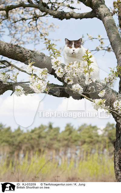 Britisch Kurzhaar auf dem Baum / British Shorthair on tree / KJ-03209
