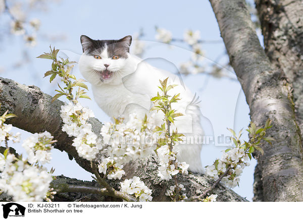 Britisch Kurzhaar auf dem Baum / British Shorthair on tree / KJ-03211