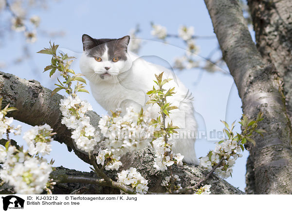 British Shorthair on tree / KJ-03212