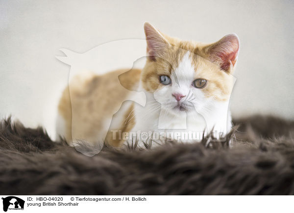 junge Britisch Kurzhaar / young British Shorthair / HBO-04020