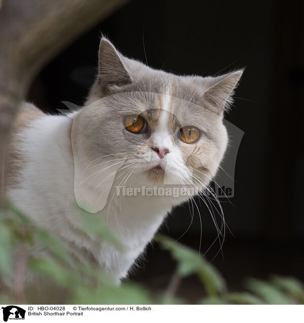 Britisch Kurzhaar Portrait / British Shorthair Portrait / HBO-04028