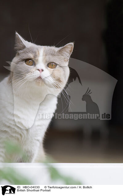 Britisch Kurzhaar Portrait / British Shorthair Portrait / HBO-04030