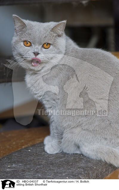 sitzende Britisch Kurzhaar / sitting British Shorthair / HBO-04037