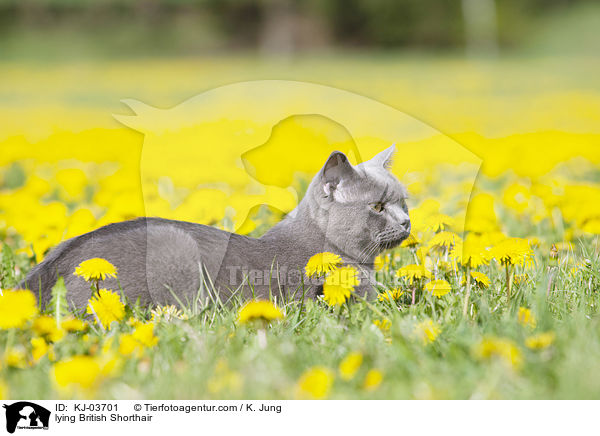 lying British Shorthair / KJ-03701