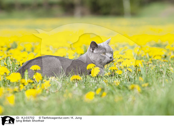 lying British Shorthair / KJ-03702