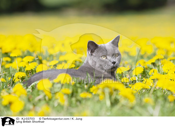 lying British Shorthair / KJ-03703