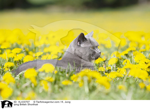 lying British Shorthair / KJ-03707