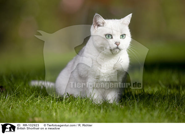 Britisch Kurzhaar auf einer Wiese / British Shorthair on a meadow / RR-102923