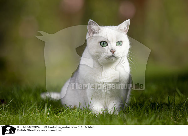 Britisch Kurzhaar auf einer Wiese / British Shorthair on a meadow / RR-102924