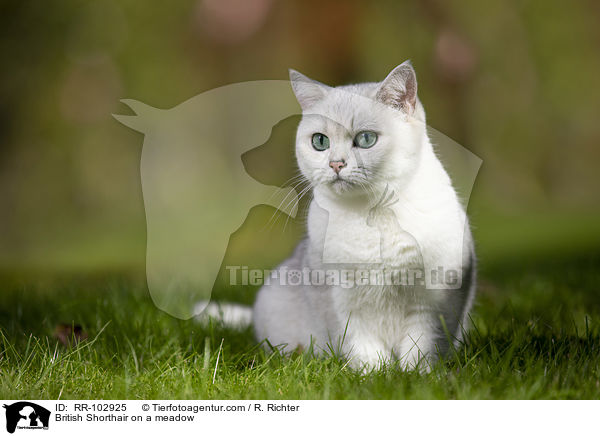Britisch Kurzhaar auf einer Wiese / British Shorthair on a meadow / RR-102925