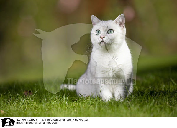 Britisch Kurzhaar auf einer Wiese / British Shorthair on a meadow / RR-102927