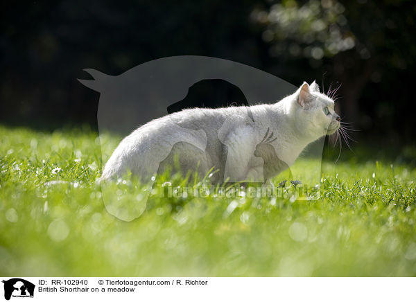Britisch Kurzhaar auf einer Wiese / British Shorthair on a meadow / RR-102940