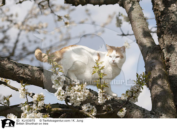 Britisch Kurzhaar auf dem Baum / British Shorthair on tree / KJ-03975