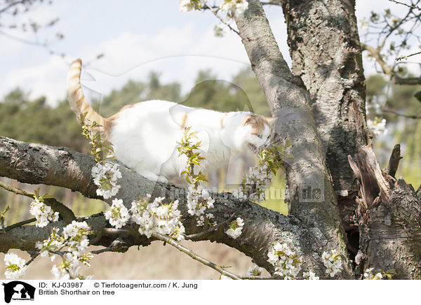 Britisch Kurzhaar auf dem Baum / British Shorthair on tree / KJ-03987