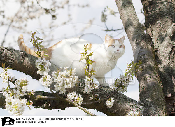 sitzende Britisch Kurzhaar / sitting British Shorthair / KJ-03988