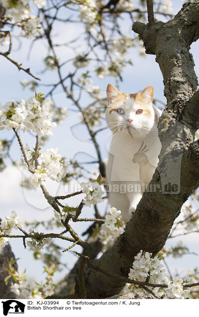 British Shorthair on tree / KJ-03994