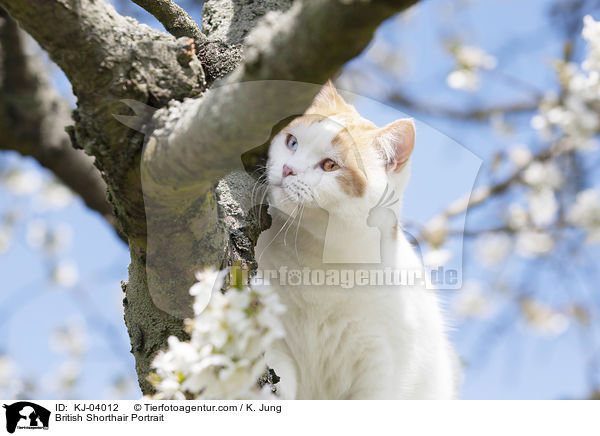 British Shorthair Portrait / KJ-04012
