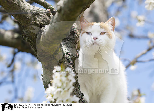 British Shorthair on tree / KJ-04014