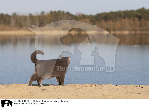 British Shorthair at the lake / KJ-04033