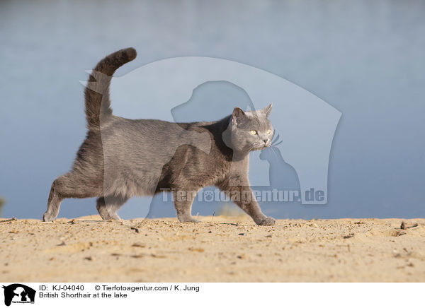 British Shorthair at the lake / KJ-04040