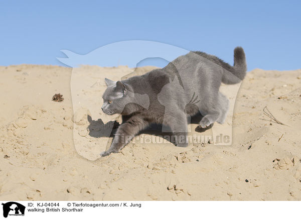 walking British Shorthair / KJ-04044