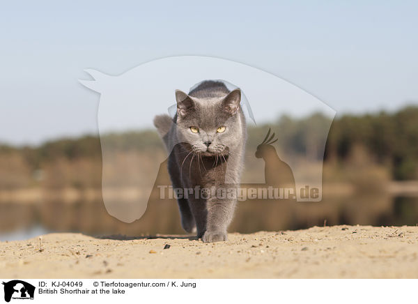 British Shorthair at the lake / KJ-04049