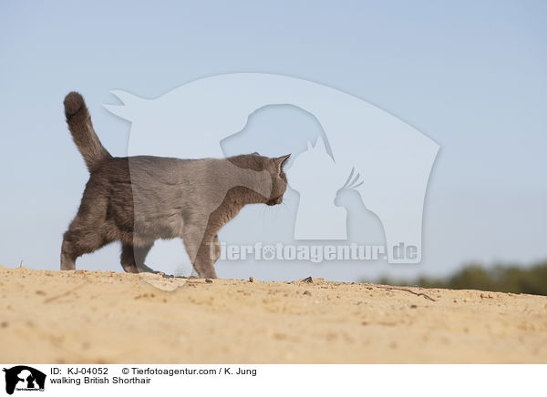 walking British Shorthair / KJ-04052