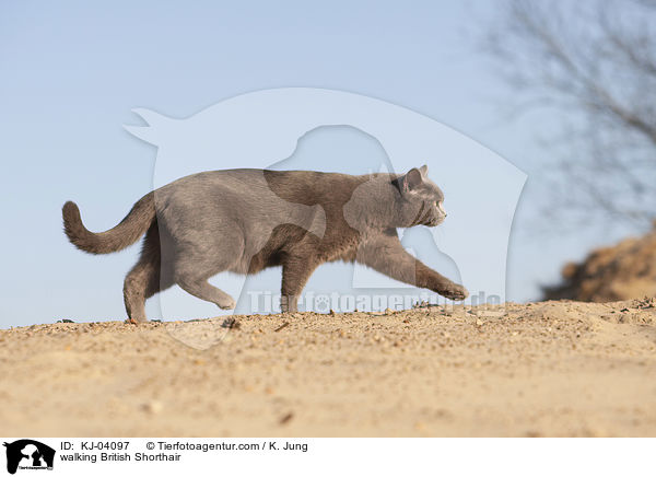walking British Shorthair / KJ-04097