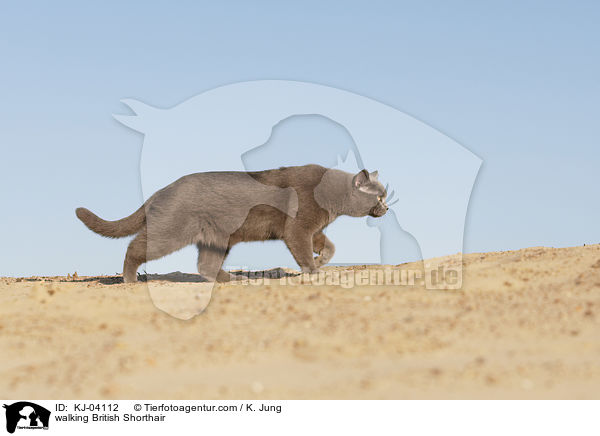 laufende Britisch Kurzhaar / walking British Shorthair / KJ-04112
