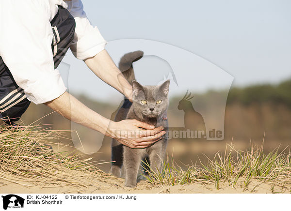 British Shorthair / KJ-04122